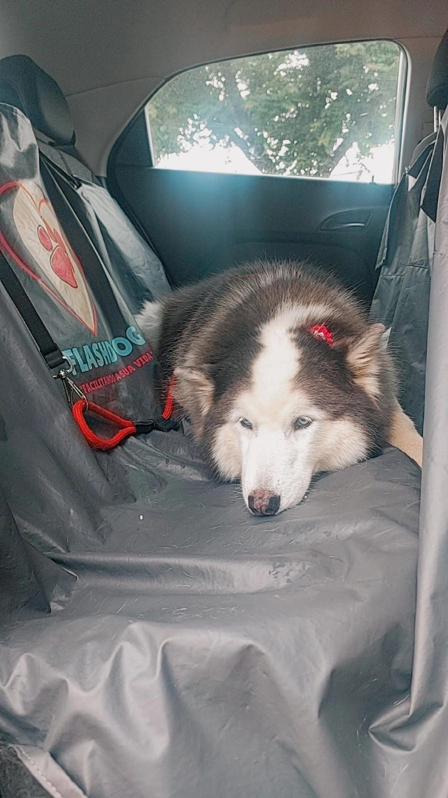 Husky com capa Flashdog