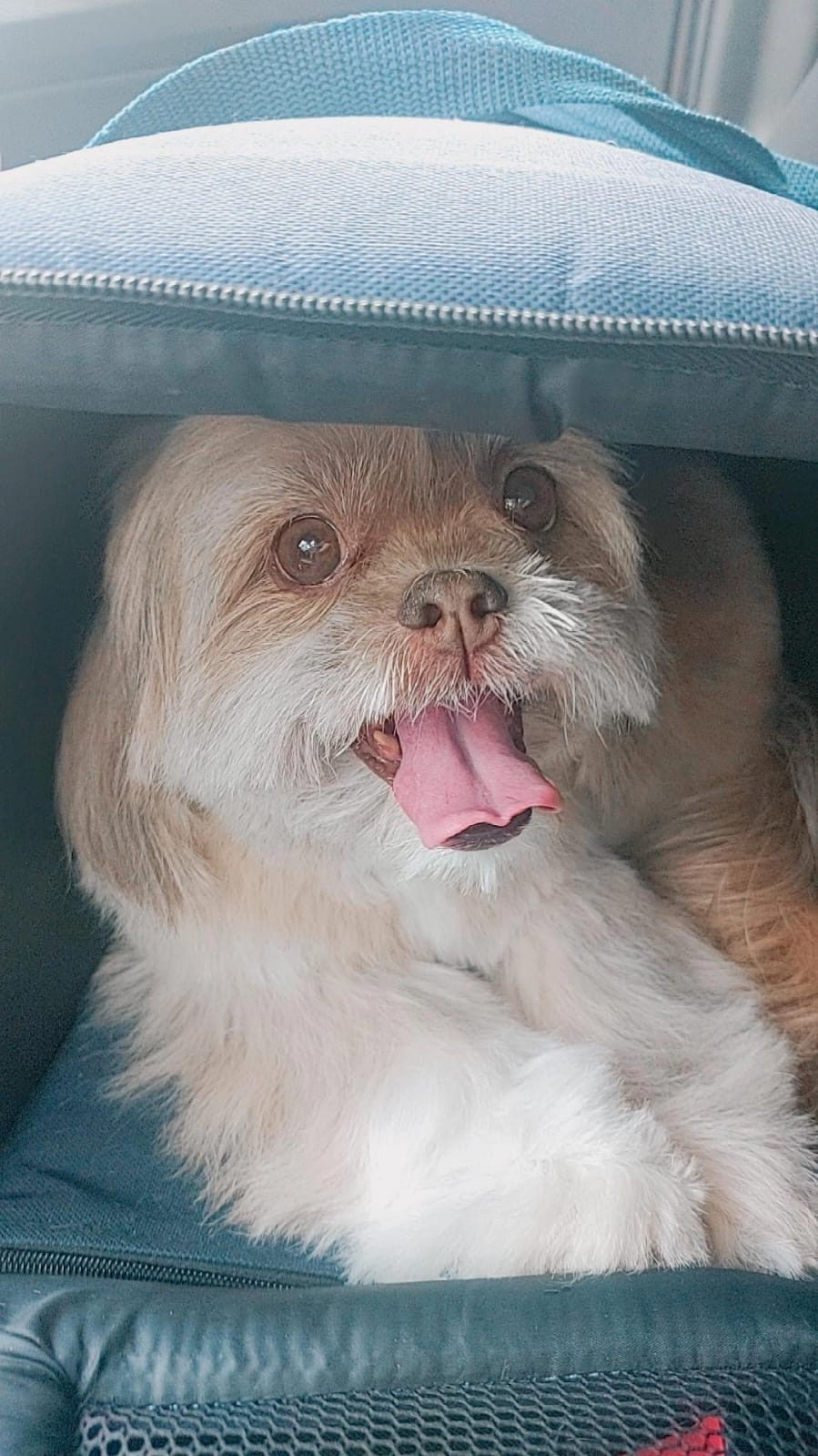 Shih-tzu na caixa de transporte